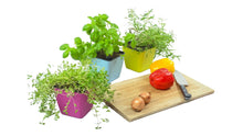 Ladda upp bild till gallerivisning, plantekrukke til krydderurter - med selvvanding - mix af farver (pakke med 3 stk.)
