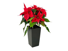 Ladda upp bild till gallerivisning, Rød julestjerne, sort selvvandingskrukke, blomst, dekorativt
